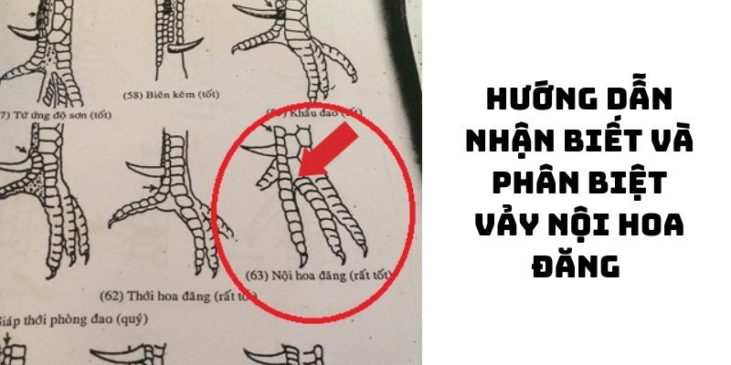 Vảy Gà Chọi Độc - Nhận Diện 5 Loại Vảy Kê Ấn Tượng 7 Chọn nội mã hoa đăng để tăng tỷ lệ thắng cược